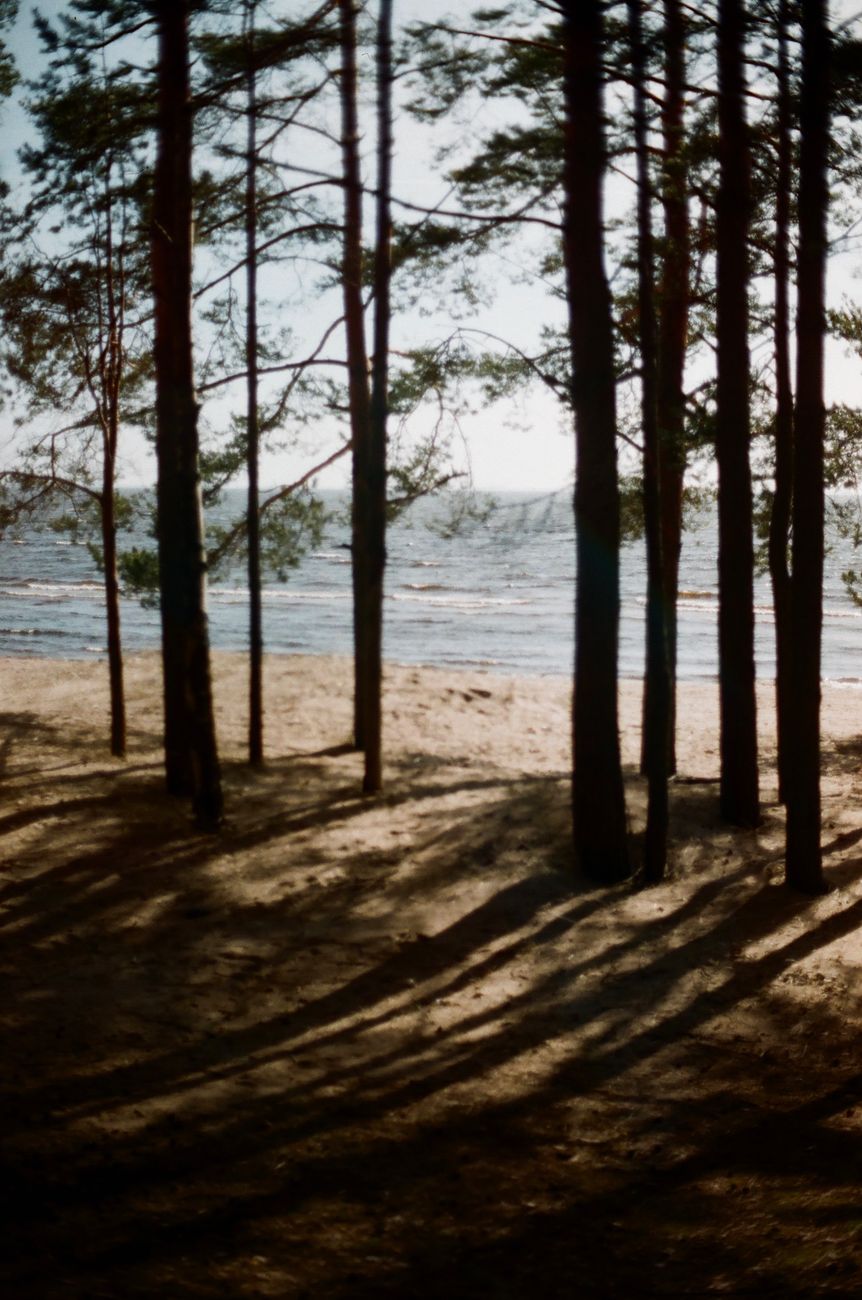 Heybeliada pine forests and coastal bay